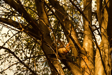 Curious red squirrel peeking behind the tree