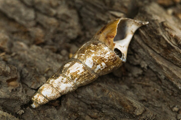Caracol