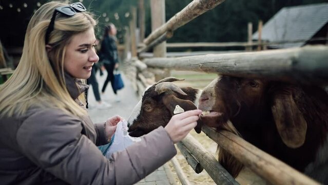 A girl feeds goats in a petting zoo. A woman gives feed to animals on a farm