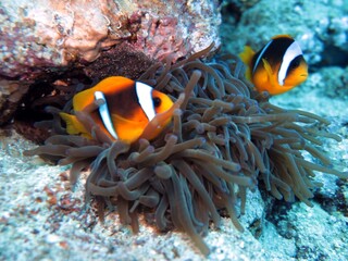 Fototapeta na wymiar clown fish of the red sea , Egypt