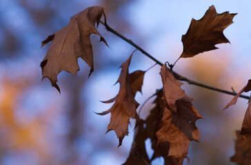 autumn leaves against sky