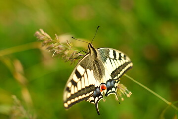 butterfly