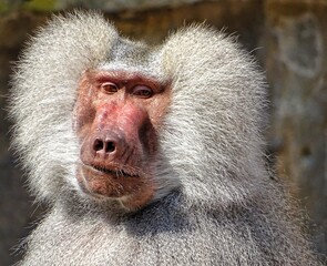 close up of a baboon