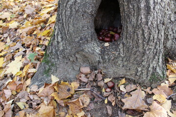 in the hollow of a tree in the autumn forest there are stocks of chestnut fruits for the winter