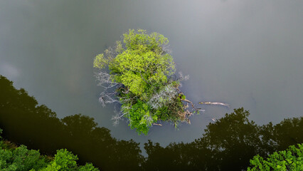 green moss on a tree