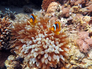 Naklejka na ściany i meble clown fish of the red sea , Egypt