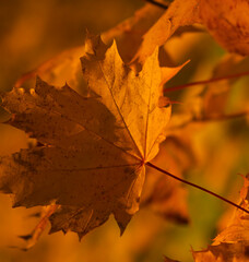 autumn maple leaves