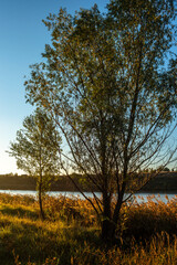 Autumn landscape at morning , yelloow colors , sunrise . Forest and trees . Blue sky without clouds . Nature . Woods and grass. Trees around with river . 