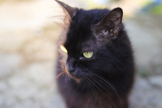 Black cat in the yard