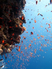 red sea fish and coral reef at blue hole dive site in dahab, red sea , egypt