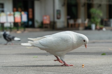 Beautiful white pigeon eating on the street ground against blur background