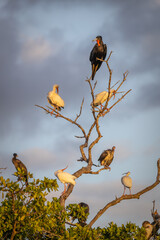 Magnificant Frigate-bird perched with Ibis
