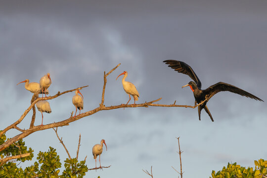 Magnificant Frigate-bird perched with Ibis