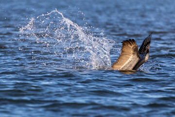 Diving Brown pelican