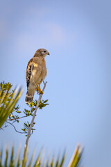 Red-shouldered Hawk