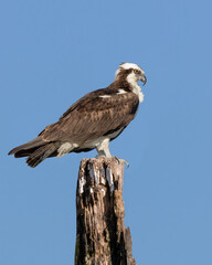 Osprey perched