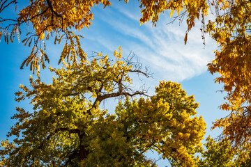 Treetops and Blue Sky