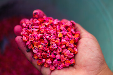 Hand holding corn seeds in the fields.
