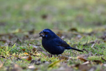 male ultramarine grosbeak (Cyanoloxia brissonii) seen in Buenos Aires