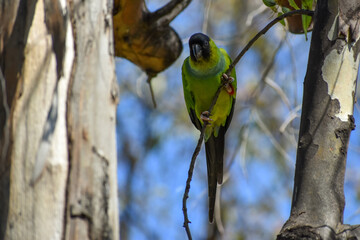 wild nanday parakeet (Aratinga nenday) perching in a tree