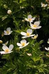 Buschwindröschen Windröschen Anemone