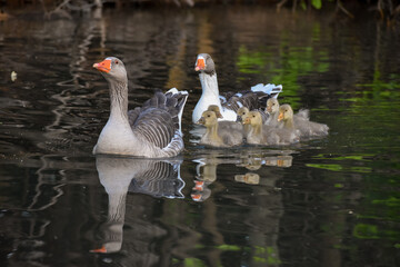 family of greylag goose (anser anser) in a public park in Buenos Aires