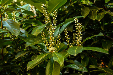 cherry laurel bush in bloom