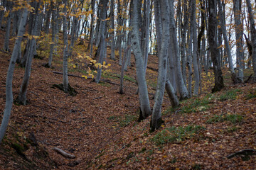  In the forest, trees with fallen bright leaves on the branches in a mountainous area. 