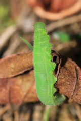 meadow caterpillar insect macro photo