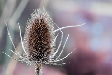A wild teasel, foregrounded by a  light-pink autumnal haze.