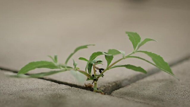 Close-up view of a sprout growing between concrete tiles