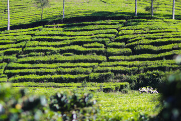 Beautiful Tea plantation landscape in the morning