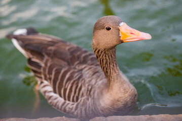 beautiful duck bird swims in the lake