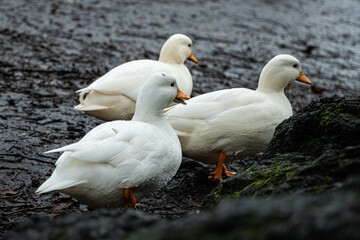 Three young ducklings run across the muddy forest floor, back to their mother in the water.