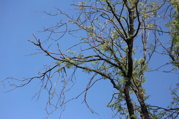 branch of Trees in the park with the background of clear blue sky