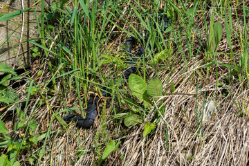 Carpathian viper hunts in disguise in the green grass. A poisonous black snake hides in the steppes...