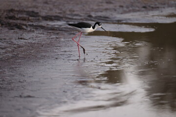 Blacknecked Stilt - Bailey Tract (Sanibel Island) Florida USA