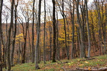 Fototapeta premium autumn in the forest