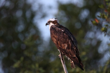  Osprey- Bailey Tract (Sanibel Island) Florida USA
