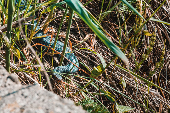 Carpathian viper hunts in disguise in the green grass. A poisonous black snake hides in the steppes of Ukraine. Dangerous reptiles close up.