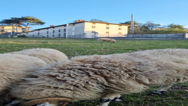 pecore al pascolo