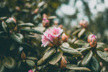 This is a picture of the plant rhododendron which is a very large genus of about 1,024 species of woody plants in the heath family (Ericaceae).