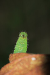 meadow caterpillar insect macro photo
