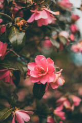 This picture shows flowers with a beautiful bokeh.