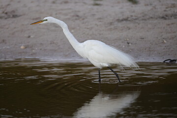   Great Egret - Bailey Tract (Sanibel Island) Florida USA