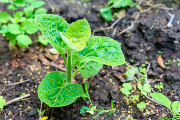 Young green paulownia tree. Breeding of flowering trees by a gardener on an industrial scale.