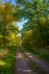 Fototapeta na wymiar Bäume mit Herbstlaub - Landschaft im Herbst