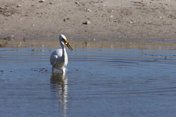   Great Egret - Bailey Tract (Sanibel Island) Florida USA