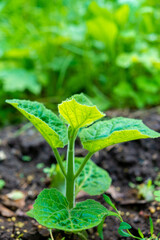 Young green paulownia tree. Breeding of flowering trees by a gardener on an industrial scale.
