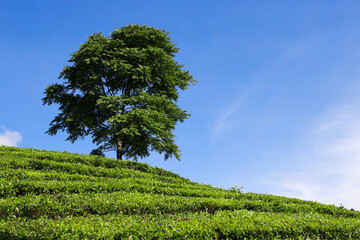 Fototapeta na wymiar Beautiful Tea plantation landscape in the morning